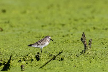 Bataklıktaki yarı palmiye çulluğu (Calidris pusilla)