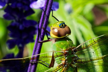 The green darner or common green darner (Anax junius)  Dragonflies perched on the flowers clipart