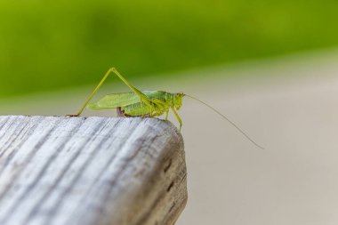 Çatal kuyruklu Bush Katydid (Scudderia furcata)