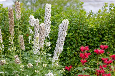 Bahçedeki uzun beyaz Delphinium çiçekleri