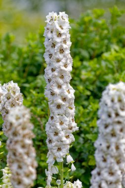 Bahçedeki uzun beyaz Delphinium çiçekleri