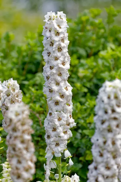 stock image Tall white delphinium flowers in the garden