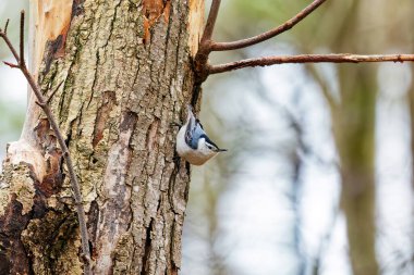 Beyaz göğüslü naylon (Sitta carolinensis)
