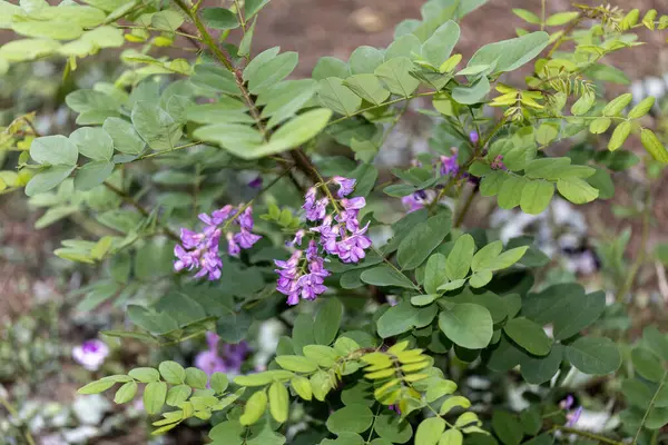 stock image Bristly locust (Robinia hispida) known as the rose-acacia or moss locust.  Shrub native to the North America. These plants are strikingly hairy all over their stems and seed pods.