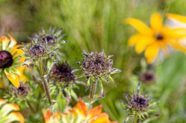 Tentelsiz ayçiçeği (Simsia calva), Amerika Birleşik Devletleri 'nin güneybatısında Teksas ve New Mexico' da bulunur.
