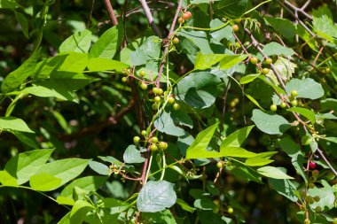 Vitis bellula, genellikle güzel üzüm ya da küçük yaprak saç üzümü olarak bilinir.