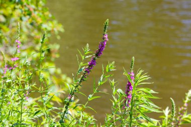  Mor Loosestrife (Lythrum salicaria) diğer isimler arasında gevşetilmiş gevşeklik ve mor Lythrum bulunmaktadır..