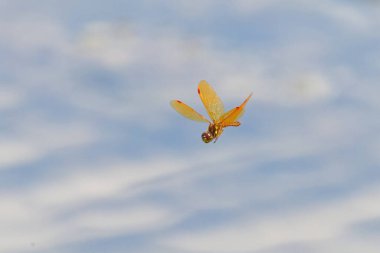 The eastern amberwing dragonfly  (Perithemis tenera) in flight. It is very small dragonfly.  The males have orange or amber wings. clipart