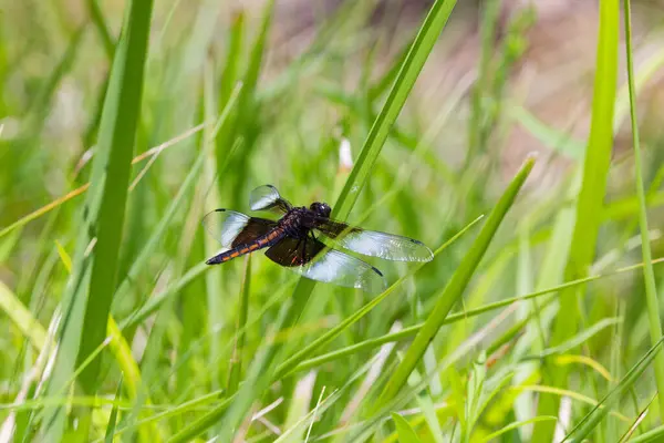 stock image Widow Skimmer (Libellula luctuosa) Like most other dragonflies, the widow skimmer male is territorial and may patrol very large areas to search for females and to chase off other males.