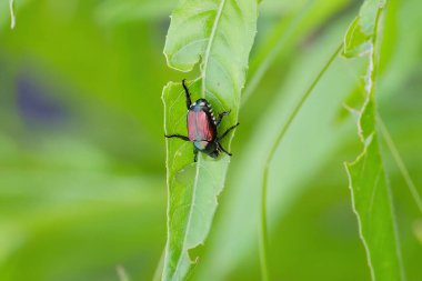 The Japanese beetle (Popillia japonica) is a species of scarab beetle  clipart