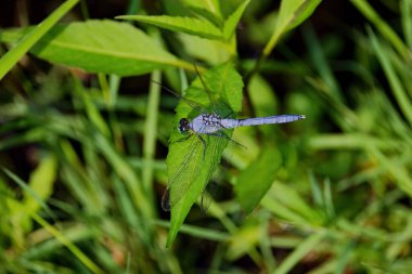 Doğu Pondhawk (Erythemis simplicicollis) genellikle kendi boyutlarındaki diğer yusufçukları avlar. Yeşil yüzlü tek yağsız tür onlar.