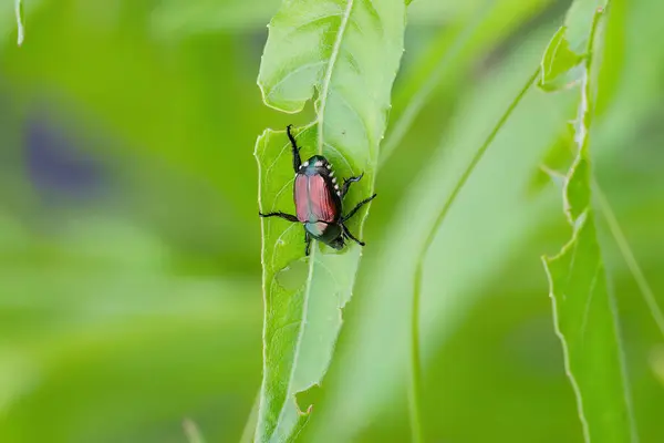 stock image The Japanese beetle (Popillia japonica) is a species of scarab beetle 