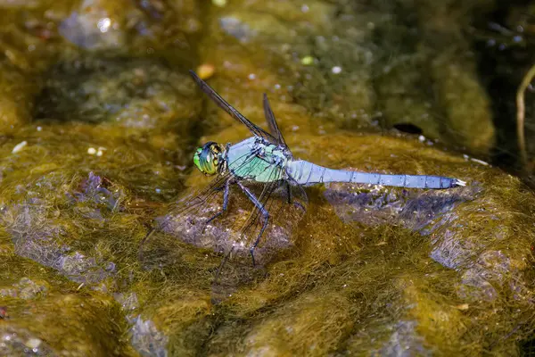 stock image Eastern Pondhawk(Erythemis simplicicollis) often preying on other dragonflies their size. They are the only skimmer species with a green face