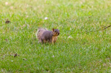 Tilki sincabı (Sciurus ni.. r), aynı zamanda Doğu tilki sincabı veya Bryant 'ın tilki sincabı olarak da bilinir. .