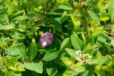 Convolvulus. Species of flowering plants . Common names include bindweed and morning glory clipart