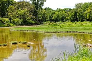 Eyalet parkında akan küçük bir nehir, sığ su.
