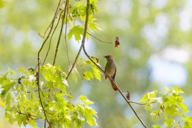 Gray catbird (Dumetella carolinensis). Natural photo from Ohio clipart