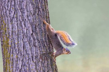 Tilki sincabı (Sciurus niger), aynı zamanda doğu tilki sincabı veya Bryant 'ın tilki sincabı olarak da bilinir.