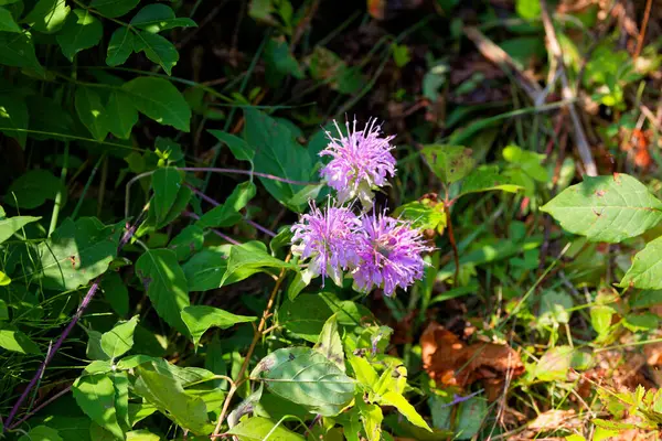 stock image Wild Bergamot, Beebalm (Monarda fistulosa) Perennial wildflower native to most of North America, naturally grows in prairies, open meadows, open woods, and along roadsides