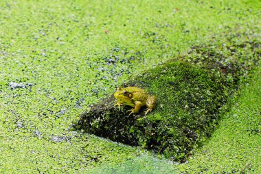 Yeşil Kurbağa - Lithobates clamitans (Rana Clamitans), Kuzey Amerika 'nın doğusunda yer alan bir şehirdir..