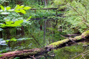 Ormanda saklı havzalar ve küçük göller.