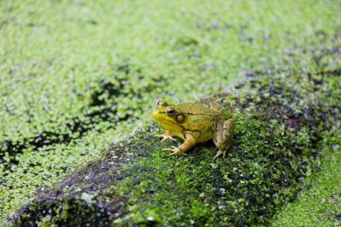 Yeşil Kurbağa - Lithobates clamitans (Rana Clamitans), Kuzey Amerika 'nın doğusunda yer alan bir şehirdir..