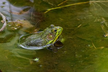 Yeşil Kurbağa - Lithobates clamitans (Rana Clamitans), Kuzey Amerika 'nın doğusunda yer alan bir şehirdir..