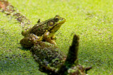 Yeşil Kurbağa - Lithobates clamitans (Rana Clamitans), Kuzey Amerika 'nın doğusunda yer alan bir şehirdir..