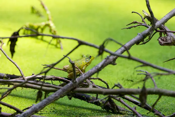 stock image Green frog -Lithobates clamitans (Rana Clamitans) is native to eastern North America.