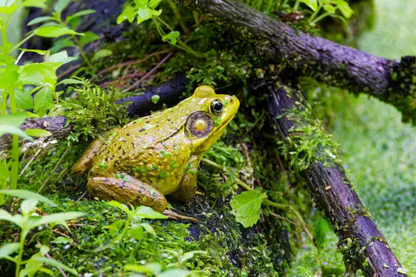 stock image Green frog -Lithobates clamitans (Rana Clamitans) is native to eastern North America.