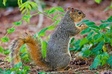 Tilki sincabı (Sciurus niger), aynı zamanda doğu tilki sincabı veya Bryant 'ın tilki sincabı olarak da bilinir.