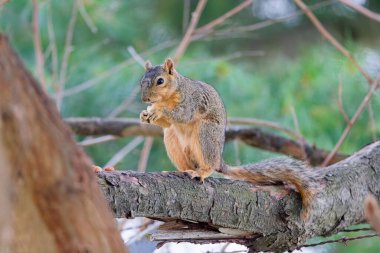 Tilki sincabı (Sciurus niger), aynı zamanda doğu tilki sincabı veya Bryant 'ın tilki sincabı olarak da bilinir.