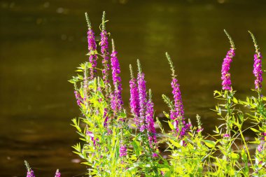  Mor Loosestrife (Lythrum salicaria) diğer isimler arasında gevşetilmiş gevşeklik ve mor Lythrum bulunmaktadır..