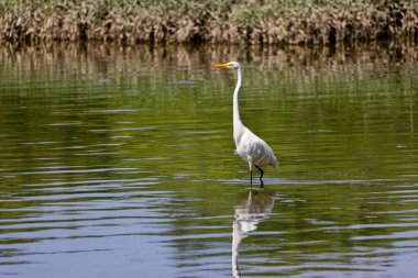 Büyük balıkçıl (Ardea alba) ava çıktı. Bu kuş aynı zamanda balıkçıl, büyük balıkçıl, büyük beyaz balıkçıl veya büyük balıkçıl olarak da bilinir..