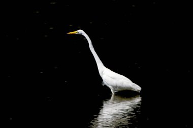 Büyük balıkçıl (Ardea alba) ava çıktı. Bu kuş aynı zamanda balıkçıl, büyük balıkçıl, büyük beyaz balıkçıl veya büyük balıkçıl olarak da bilinir..