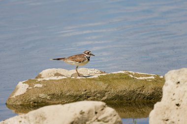 Öldürücü geyik (Charadrius vociferus) Amerika 'da bulunan büyük bir karasinek türüdür..