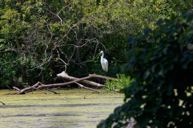 Büyük balıkçıl (Ardea alba) ava çıktı. Bu kuş aynı zamanda balıkçıl, büyük balıkçıl, büyük beyaz balıkçıl veya büyük balıkçıl olarak da bilinir..