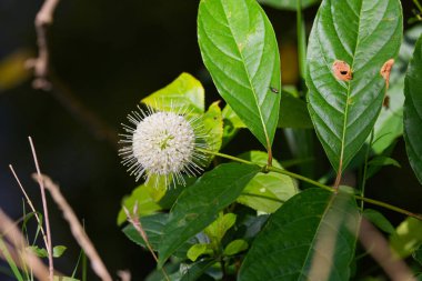 Düğme çalılığı (Cephalanthus batcidentalis) Fotoğraf: lrvin Prairie State Doğa Koruma Alanı 