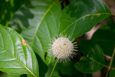 Düğme çalılığı (Cephalanthus batcidentalis) Fotoğraf: lrvin Prairie State Doğa Koruma Alanı 