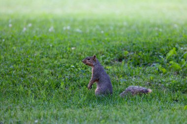 Tilki sincabı (Sciurus niger), aynı zamanda doğu tilki sincabı veya Bryant 'ın tilki sincabı olarak da bilinir.