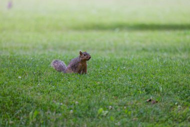 Tilki sincabı (Sciurus niger), aynı zamanda doğu tilki sincabı veya Bryant 'ın tilki sincabı olarak da bilinir.