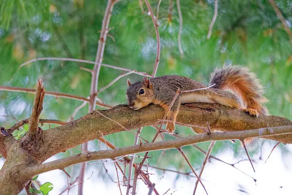 stock image The fox squirrel (Sciurus niger), also known as the eastern fox squirrel or Bryant's fox squirre