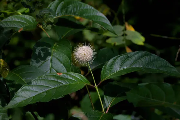 stock image Buttonbush (Cephalanthus occidentalis) Photo from Irvin Prairie state nature preserve in Ohio 