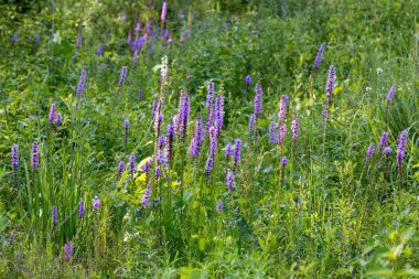 Yoğun parlayan yıldız (Liatris spicata) veya çayır tüyü. Kuzey Amerika 'nın doğusunda yetişen otçul bitkiler. 