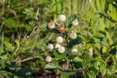Düğme çalılığı (Cephalanthus batcidentalis) Fotoğraf: lrvin Prairie State Doğa Koruma Alanı 