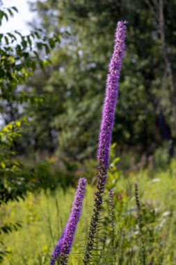 Yoğun parlayan yıldız (Liatris spicata) veya çayır tüyü. Kuzey Amerika 'nın doğusunda yetişen otçul bitkiler. 