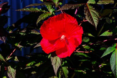  Giant hibiscus called dinner plate Hibiscus, a name coined for its huge 7-9 inch wide, circular blooms. clipart