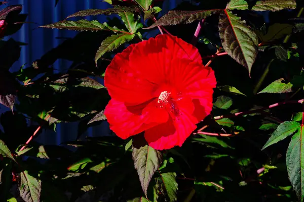 stock image  Giant hibiscus called dinner plate Hibiscus, a name coined for its huge 7-9 inch wide, circular blooms.