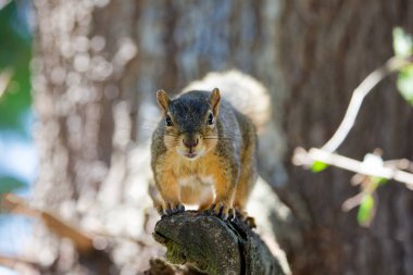Tilki sincabı (Sciurus niger), aynı zamanda doğu tilki sincabı veya Bryant 'ın tilki sincabı olarak da bilinir.