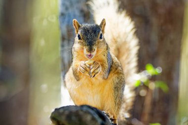 Tilki sincabı (Sciurus niger), aynı zamanda doğu tilki sincabı veya Bryant 'ın tilki sincabı olarak da bilinir.